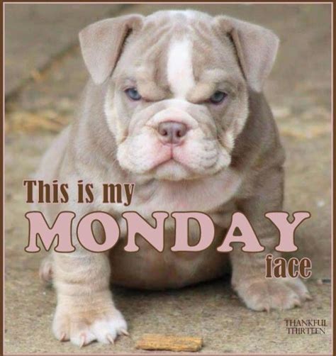 Happy Monday Funny Quotes Pinterest Mondays Dog And Animal