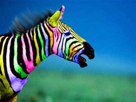 45 Rainbow Zebra Wallpaper Wallpapersafari