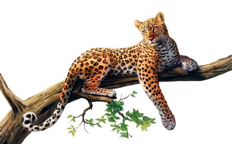 Leopard Jaguar Cheetah Felidae Whiskers Leopard Png Download 10001464