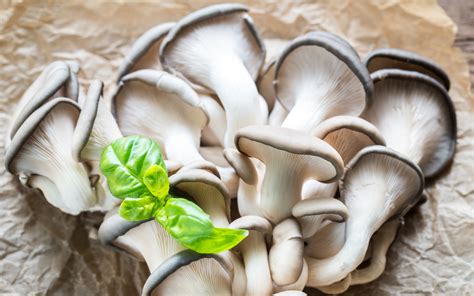 8 incredible oyster mushroom benefits for immune health freshcap mushrooms