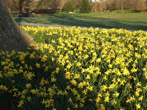 Spring At Kew These Daffodils Must Have Been Later Bloomin Flickr