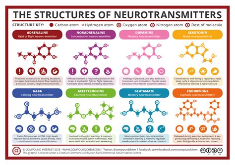 What Are Neurotransmitters