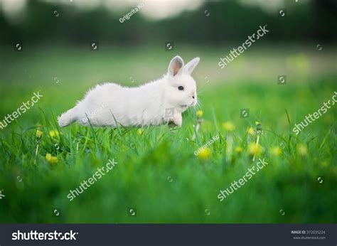 White Rabbit Running 7 679 Images Photos Et Images Vectorielles De