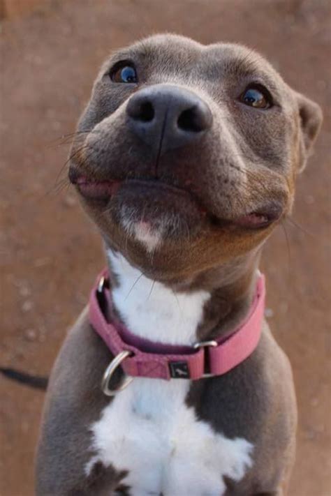 19 Smiling Pit Bulls Who Are Really Really Really Happy Cute Dogs