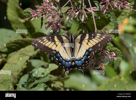 Pollinators On Joe Pye Weed Yellow Morph Female Tiger Swallowtail