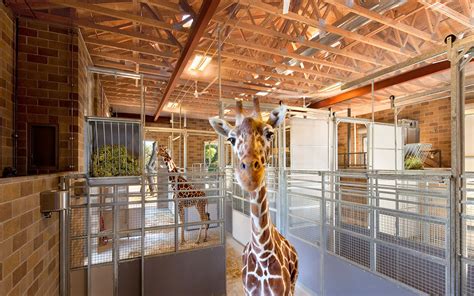 Sacramento Zoo Giraffe Barn And Viewing Deck Nacht And Lewis