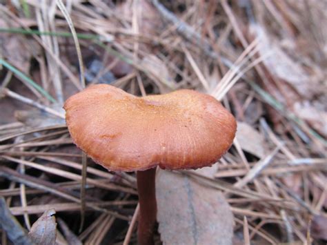 North Ga Hunt Mushroom Hunting And Identification