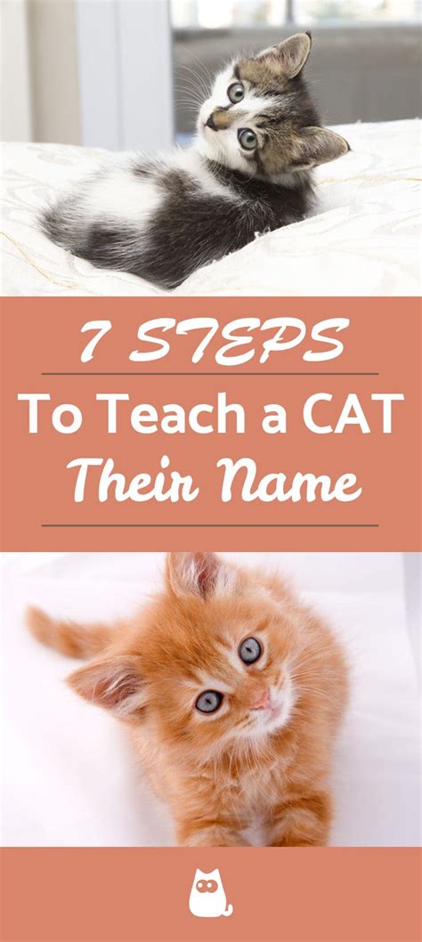 How To Get A Cat To Learn Its Name Cat Lovster