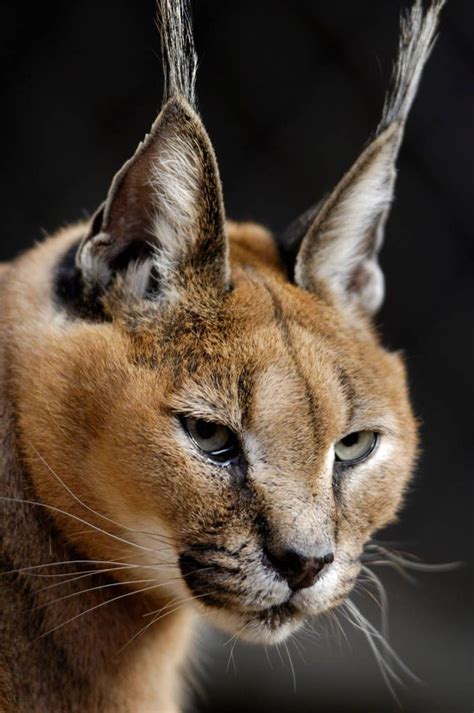 Picture Of A Caracal Lynx Caracal Caracal At The Great Plains Zoo