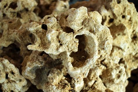 So first, you have to clean the raw coral. Mountain Coral Stone | Online Aquaria