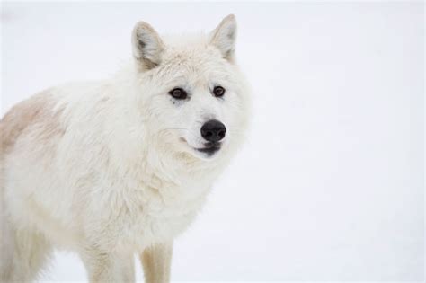 Arctic Wolf Natures Eye Photography