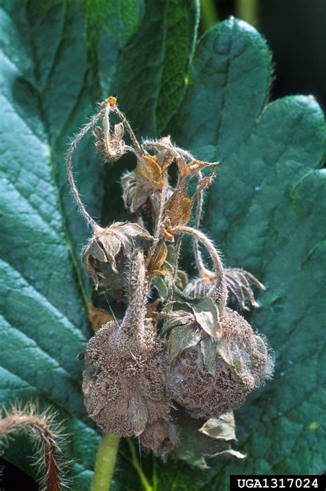 These infected tissues then become soft, and rot as the fungus grows until. gray mold (Botrytis cinerea ) on strawberry (Fragaria spp ...