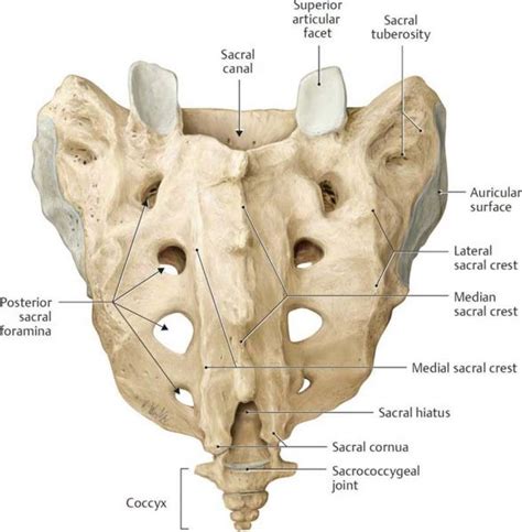 Two bony spines known as cornua extend superiorly toward the sacrum on the posterior side and are connected to the sacral cornua by. Sacral Bone Pain - Causes, Treatment, and Anatomy of Sacrum - Spinal Backrack