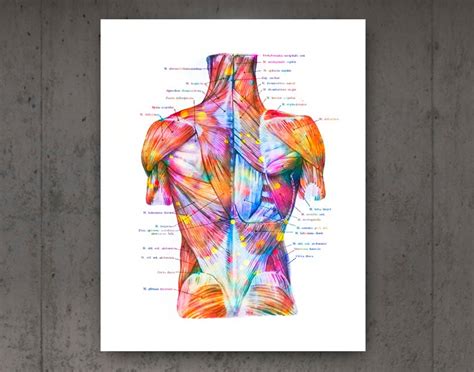 12 Muscular System Anatomy Posters Muscles Structure Print Etsy Norway