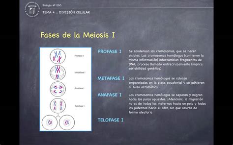 Fases De La Meiosis Explicación De Los Principales Conceptos Youtube