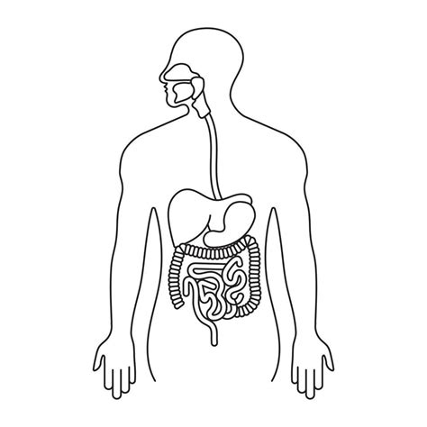 Tracto Gastrointestinal Humano O Icono De Arte De L Nea Del Sistema