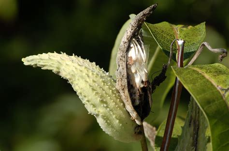 Butterfly Friendly Milkweed Plants