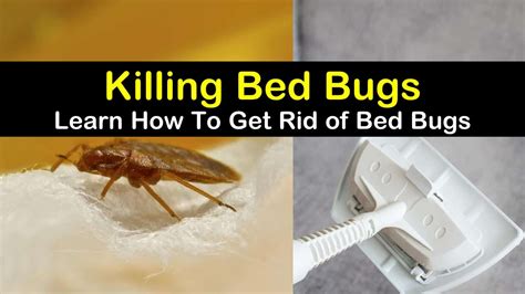 Get Rid Of Bed Bugs Kelly S Classroom
