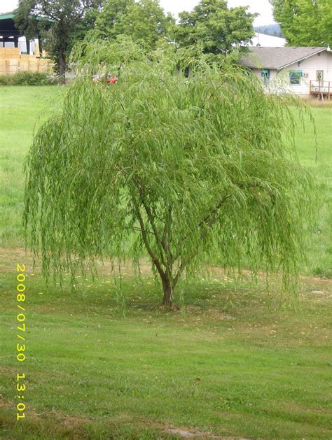 How To Grow Weeping Willow Trees From Cuttings Food Ideas