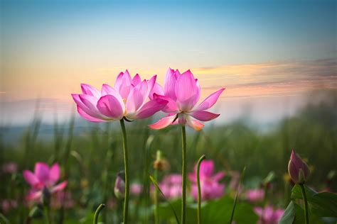Lotus Flower In Sunset Divine Creative Love