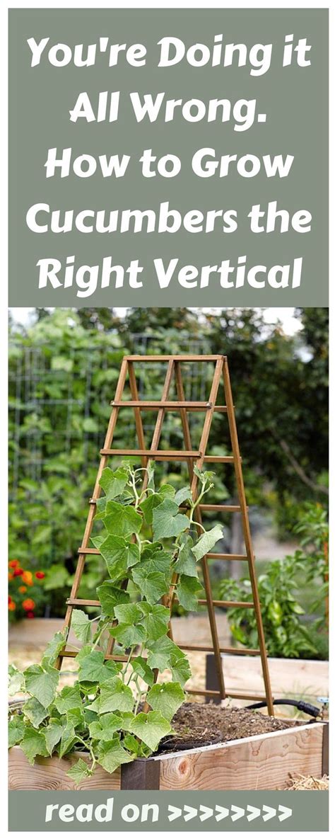 They must have something to climb onto so that. You're Doing it All Wrong. How to Grow Cucumbers the Right ...