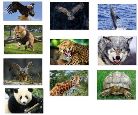 Animales Salvajes Que Son Top Ten De Animales Salvajes E Imagenes