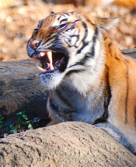 Fierce Tiger Photograph By Jeffery Harmon Fine Art America