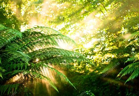 Morning Sun In A Misty Rainforest — Stock Photo © Dnaumoid 13741152