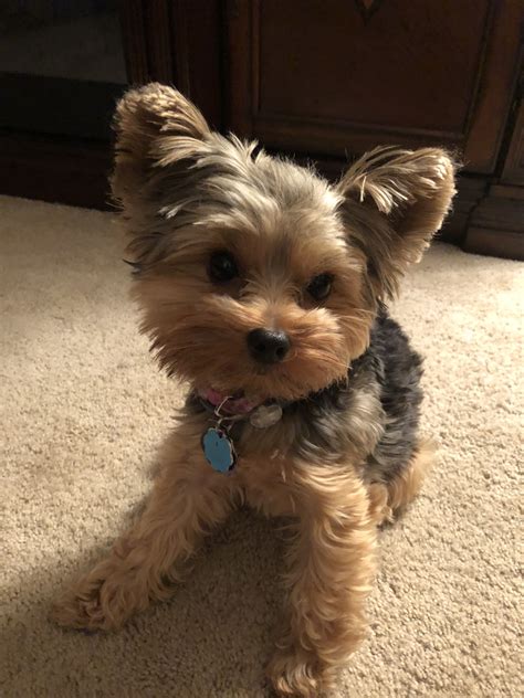 Pin By Brandie On Teacup Yorkie Yorkie Puppy Yorkie Puppy Haircuts