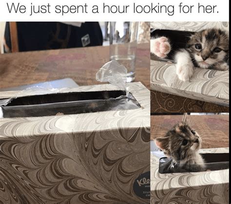 41 Adorable Caturday Memes That Are Sure To Get You Purring Funny Cat