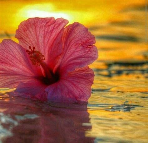 Hibiscus Sunset Hibiscus Flower Backgrounds Beautiful Flowers