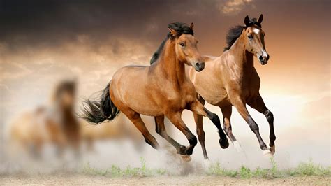 Horses 4k Ultra Hd Wallpaper 3840x2160 Wallpaper 250 Of 261