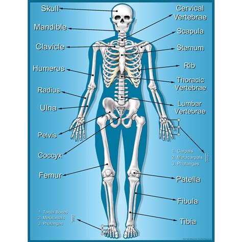 Chart On Labelled Human Skeleton