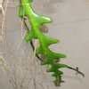 It has distinctive fleshy foliage and the stems are serrated like a fishes backbone. Selenicereus Species, Fishbone Orchid Cactus, Ric Rac ...