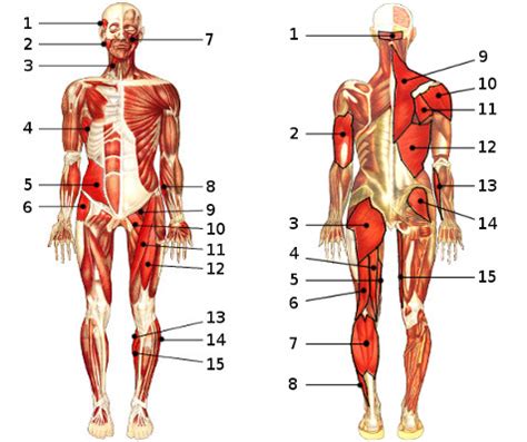 This is a table of skeletal muscles of the human anatomy. Free Anatomy Quiz - The Muscular System Section