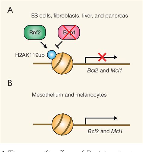 Figure 1 From A Mechanism For The Tissue Specificity In Bap1 Cancer