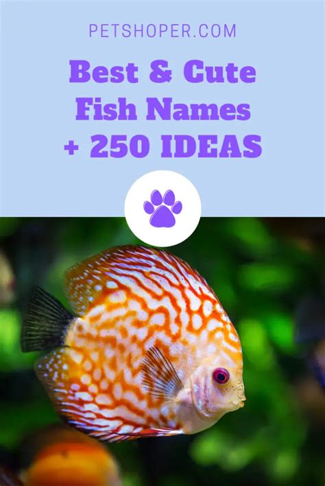 Fish Names 250 Best And Popular Names List Petshoper