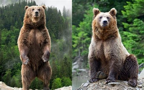 Facts About Brown Bear Little Laama