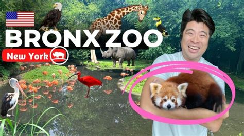 Save Money With Bronx Zoo Coupons Get Yours Today