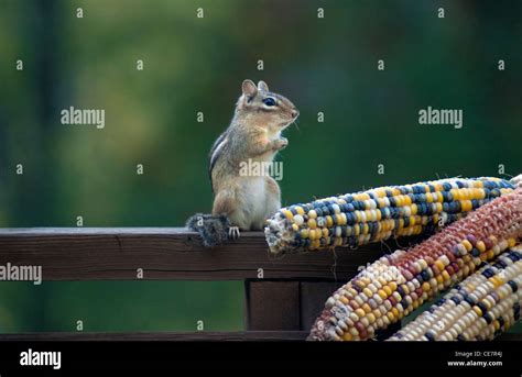 Chipmunk Eating Corn On The Cob Stock Photo Alamy