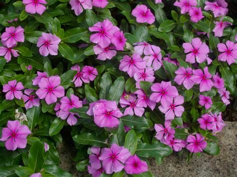 Teresita Flowers In English Home Alqu