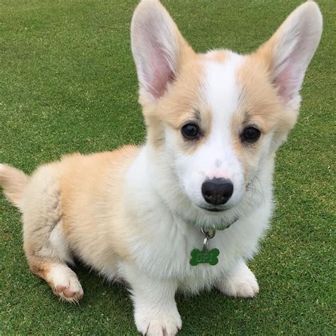 The welsh corgi is a loving and affectionate breed who will be a puppy at heart for its entire life. Puppies For Sale Kansas City - change comin