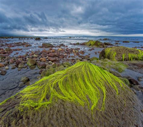 Algae Covered Rocks Stock Photos Pictures And Royalty Free Images Istock
