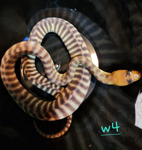 Woma Pythons For Sale
