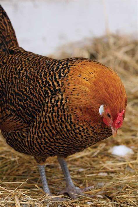 Heritage Breeds Can Be The Best Egg Laying Chickens Laying Chickens Chickens Backyard