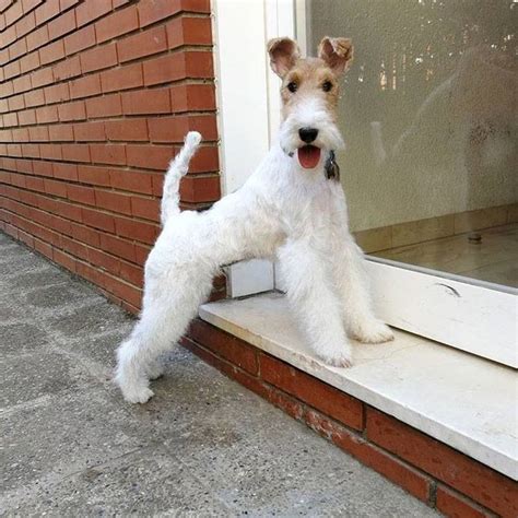 Pin By Deanna Zimmer On Wired Hair Fox Terriers Wire Fox Terrier