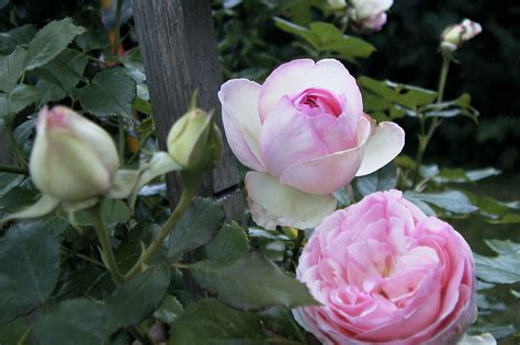 Bestel Rosa Eden Rose Voordelig Bij Plantenweelde