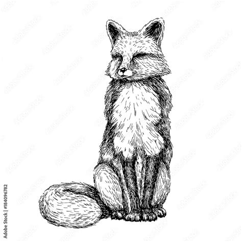 Fox Illustration Black And White