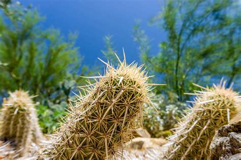 10 Coolest Cacti On Earth
