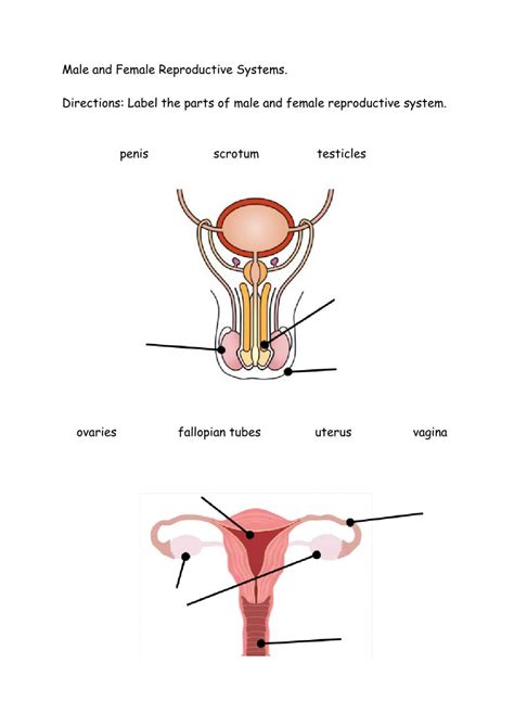 Male Anatomy Diagram Vs Female Male And Female Reproductive System